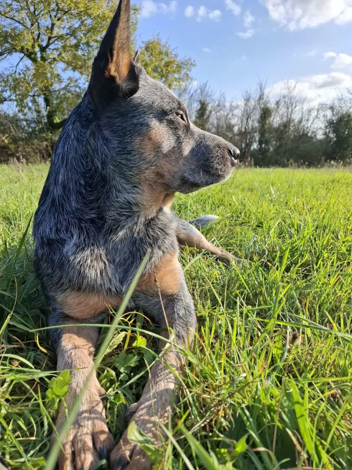 Photo de chien de berger