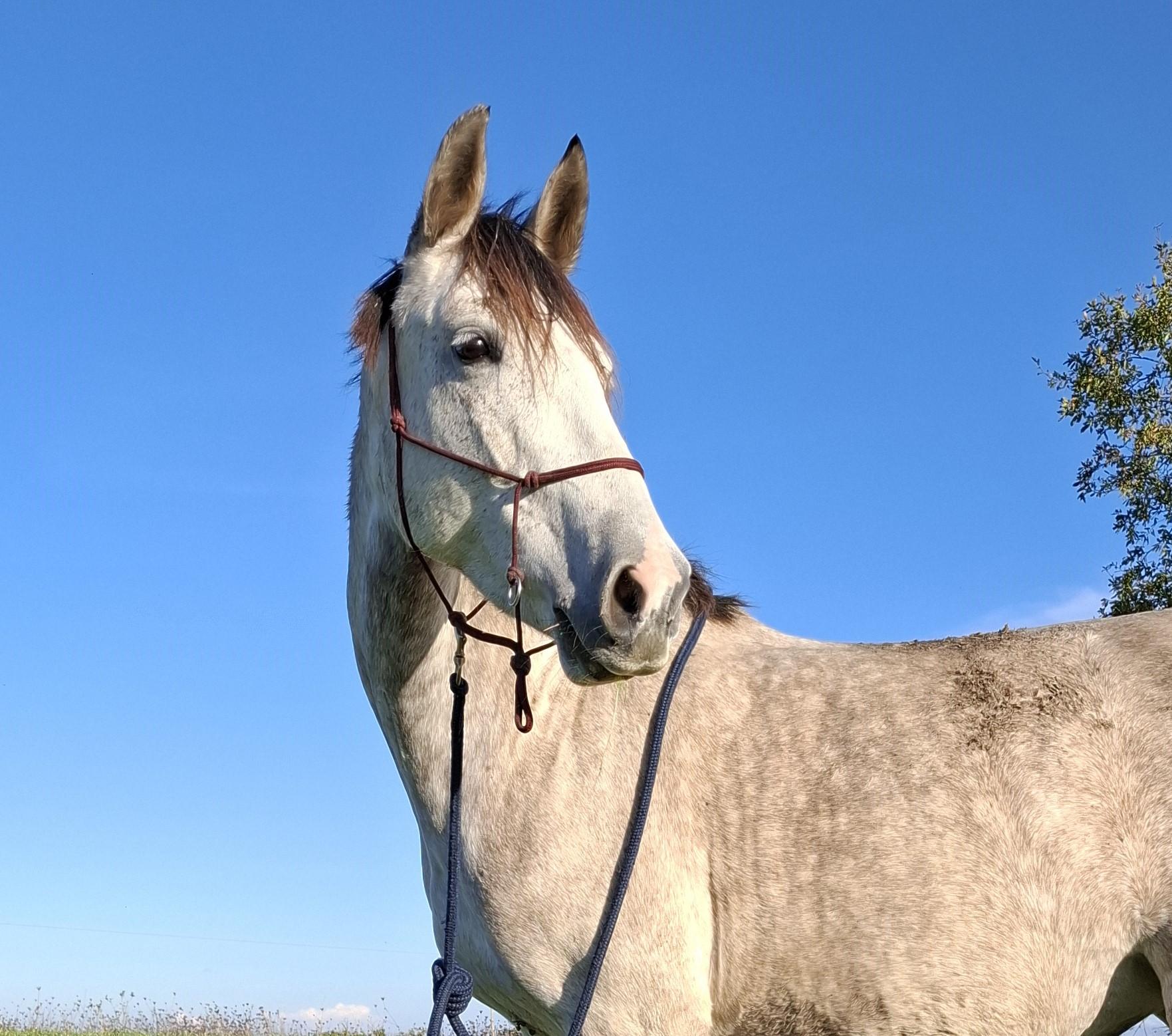 Photo portrait d'un cheval