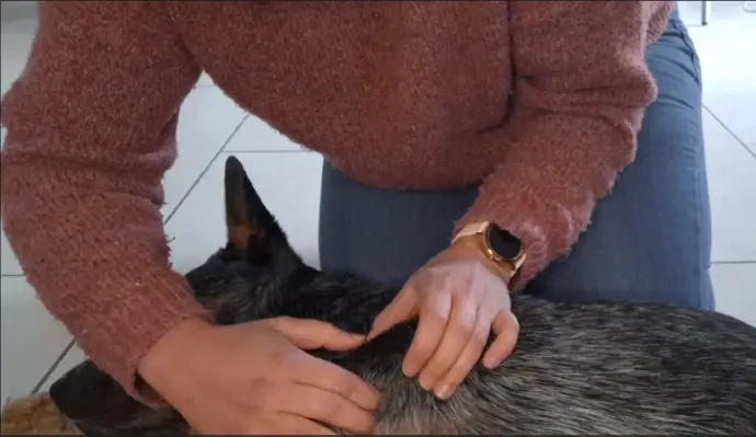 Massage sur un chien