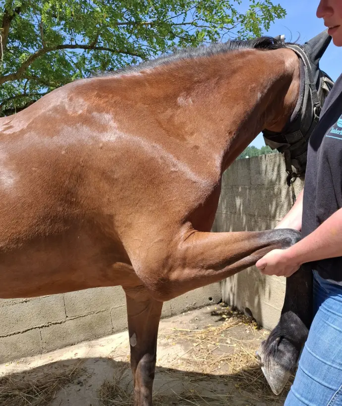 démonstration de stretching sur un cheval de CSO