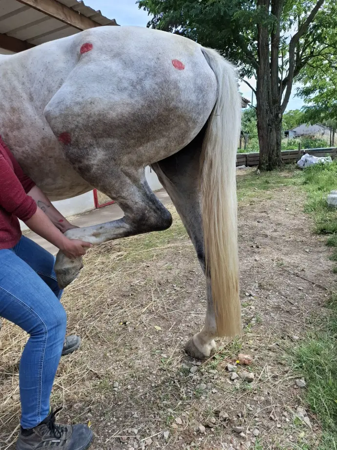 Exemple de stretching d'un postérieur sur un cheval de CSO